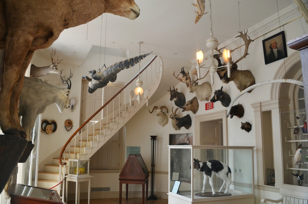01-OSH-hartford-museum-of-curiosities